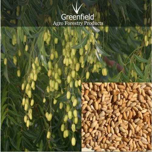 Neem medicinal  seeds (  azadirachta indica  )